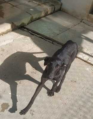 Noe, Galgo - Hündin