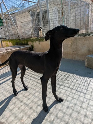 Noe, Galgo - Hündin