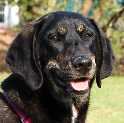 Nola, Mischling - Hündin