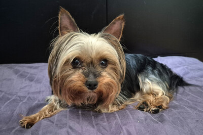 Nolly, Yorkshire Terrier - Hündin