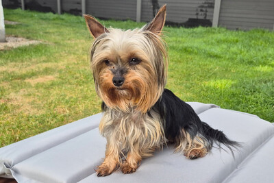 Nolly, Yorkshire Terrier - Hündin