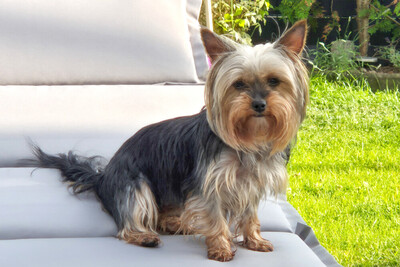 Nolly, Yorkshire Terrier - Hündin