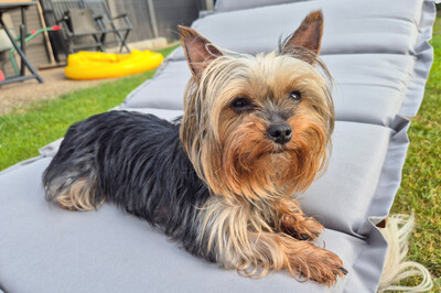 Nolly, Yorkshire Terrier - Hündin