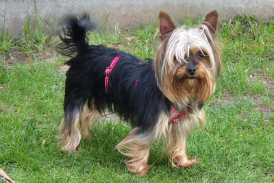 Nolly, Yorkshire Terrier - Hündin