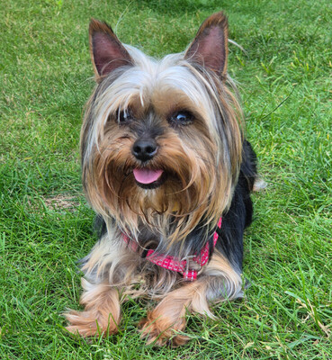 Nolly, Yorkshire Terrier - Hündin