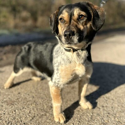 Nona ist sehr freundlich, liebenswert und einfach ein herzensguter Hund. Sie ist ein wahrer Sonnenschein......, Mischling - Hündin