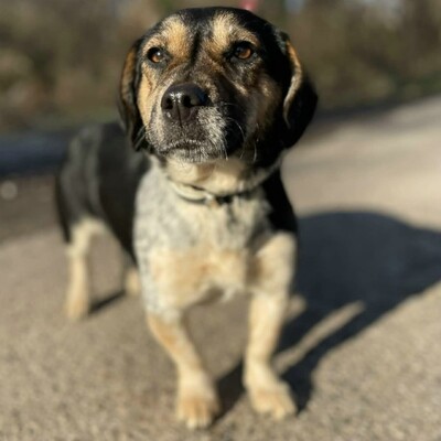 Nona ist sehr freundlich, liebenswert und einfach ein herzensguter Hund. Sie ist ein wahrer Sonnenschein......, Mischlingshündin - Hündin