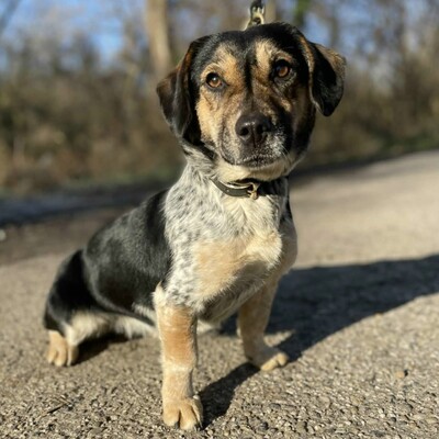 Nona ist sehr freundlich, liebenswert und einfach ein herzensguter Hund. Sie ist ein wahrer Sonnenschein......, Mischlingshündin - Hündin