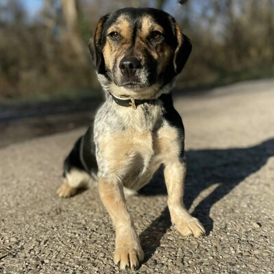 Nona ist sehr freundlich, liebenswert und einfach ein herzensguter Hund. Sie ist ein wahrer Sonnenschein......, Mischlingshündin - Hündin