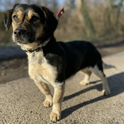 Nona ist sehr freundlich, liebenswert und einfach ein herzensguter Hund. Sie ist ein wahrer Sonnenschein......, Mischlingshündin - Hündin