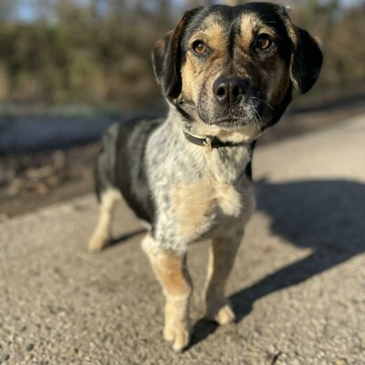 Nona ist sehr freundlich, liebenswert und einfach ein herzensguter Hund. Sie ist ein wahrer Sonnenschein......, Mischlingshündin - Hündin