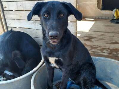 Noni - Intelligentes Hundemädchen, ca. 6 Monate/15kg, Mischling Welpen - Hündin