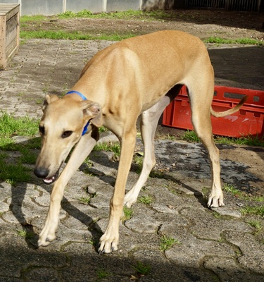 Nora, Galgo Espanol - Hündin
