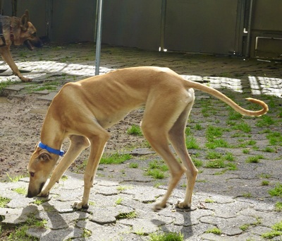 Nora, Galgo Espanol - Hündin