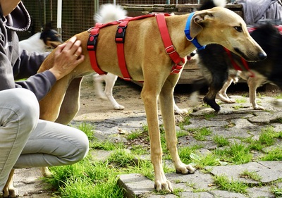 Nora, Galgo Espanol - Hündin