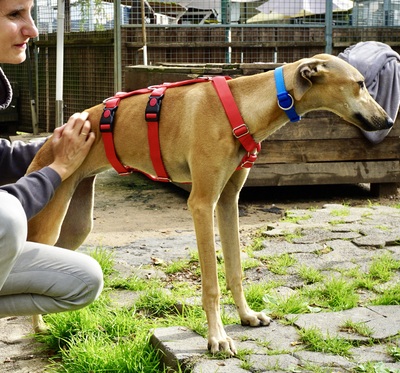 Nora, Galgo Espanol - Hündin