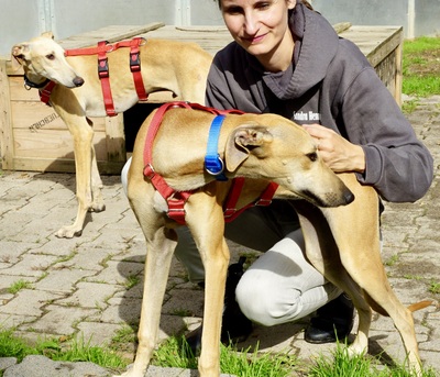 Nora, Galgo Espanol - Hündin