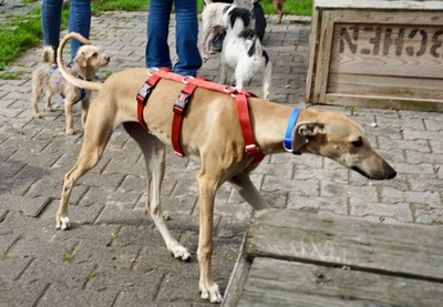 Nora, Galgo Espanol - Hündin