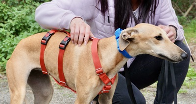 Nora, Galgo Espanol - Hündin