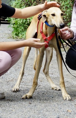 Nora, Galgo Espanol - Hündin