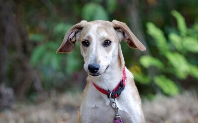 Nora, Mischling Wippet - Hündin