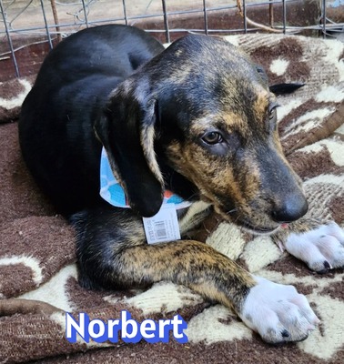 Norbert