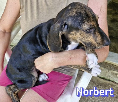 Norbert, Bracke Welpen - Rüde