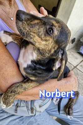 Norbert, Bracke Welpen - Rüde