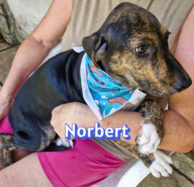 Norbert, Bracke Welpen - Rüde