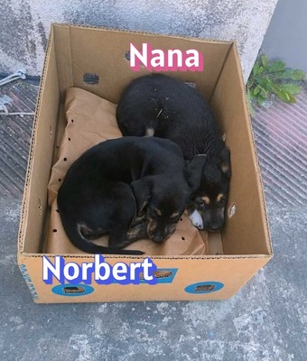 Norbert, Bracke Welpen - Rüde