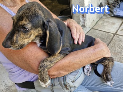 Norbert, Bracke Welpen - Rüde