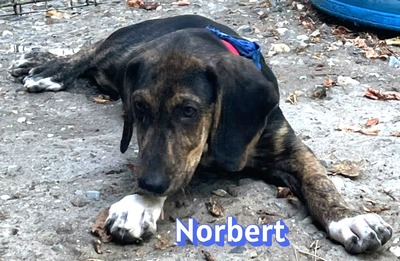 Norbert, Bracke Welpen - Rüde