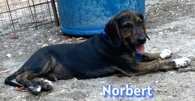 Norbert, Bracke Welpen - Rüde