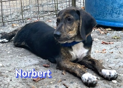Norbert, Bracke Welpen - Rüde