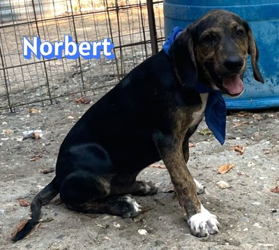 Norbert, Bracke Welpen - Rüde