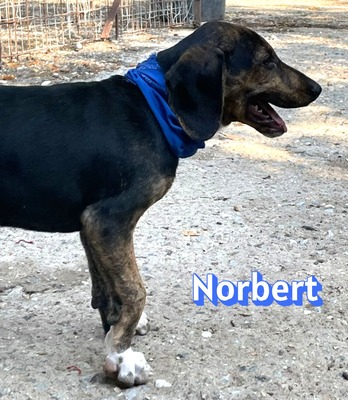 Norbert, Bracke Welpen - Rüde