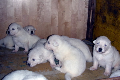 Noris, Weißer Schweizer Schäferhund Welpen - Hündin