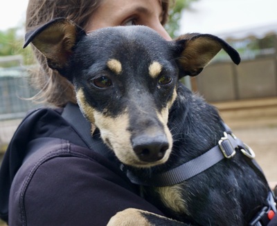 Norma, Terrier - Mix - Hündin