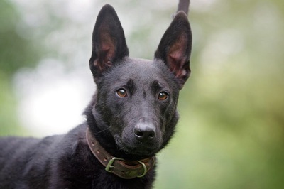 Norton, Mischlingsrüde - Rüde