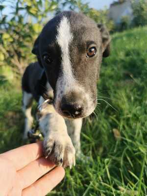 Nota - Mischling - sucht liebevolles Zuhause, Mischling Welpen - Rüde