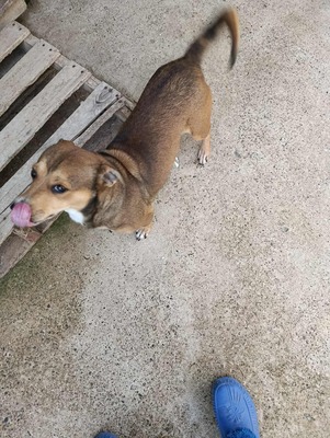 🌷 Nova, Kleines Herz sucht großes Glück 🌷, Herzenshund - Hündin