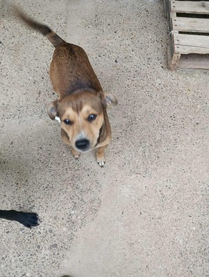 🌷 Nova, Kleines Herz sucht großes Glück 🌷, Herzenshund - Hündin