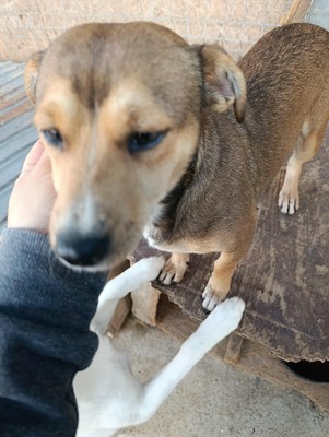 🌷 Nova, Kleines Herz sucht großes Glück 🌷, Herzenshund - Hündin