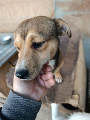 🌷 Nova, Kleines Herz sucht großes Glück 🌷, Herzenshund - Hündin