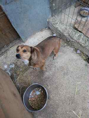 🌷 Nova, Kleines Herz sucht großes Glück 🌷, Herzenshund - Hündin