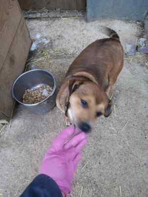 🌷 Nova, Kleines Herz sucht großes Glück 🌷, Herzenshund - Hündin