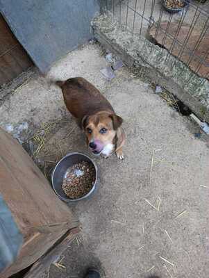 🌷 Nova, Kleines Herz sucht großes Glück 🌷, Herzenshund - Hündin