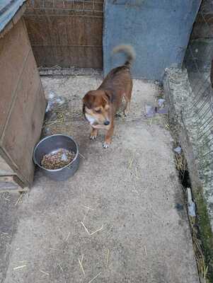 🌷 Nova, Kleines Herz sucht großes Glück 🌷, Herzenshund - Hündin