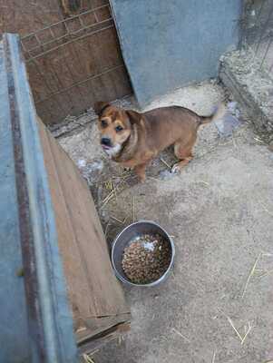 🌷 Nova, Kleines Herz sucht großes Glück 🌷, Herzenshund - Hündin