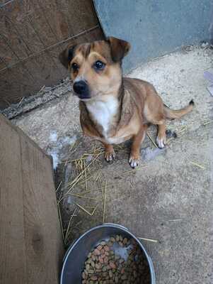 🌷 Nova, Kleines Herz sucht großes Glück 🌷, Herzenshund - Hündin